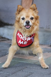 Darling Dexter - Photo 4