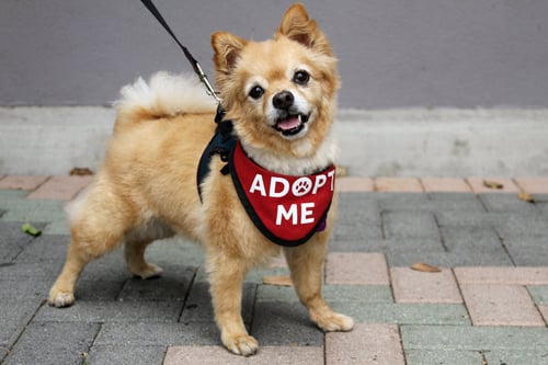 DARLING DEXTER - Pomeranian / Chihuahua available for adoption