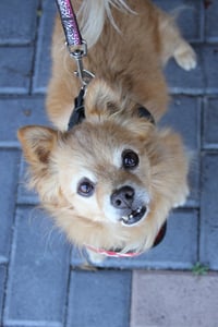 Darling Dexter - Photo 4