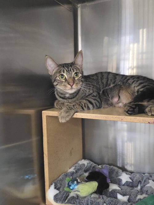 MARGIE - Domestic Short Hair available for adoption