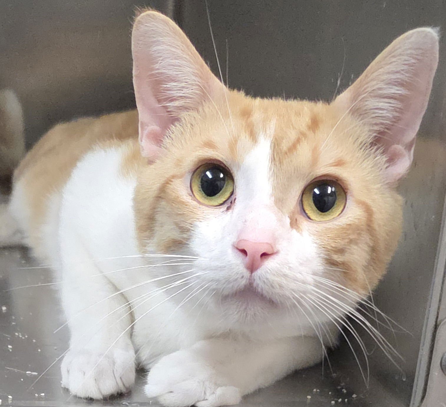 PICKWICK - Domestic Short Hair available for adoption