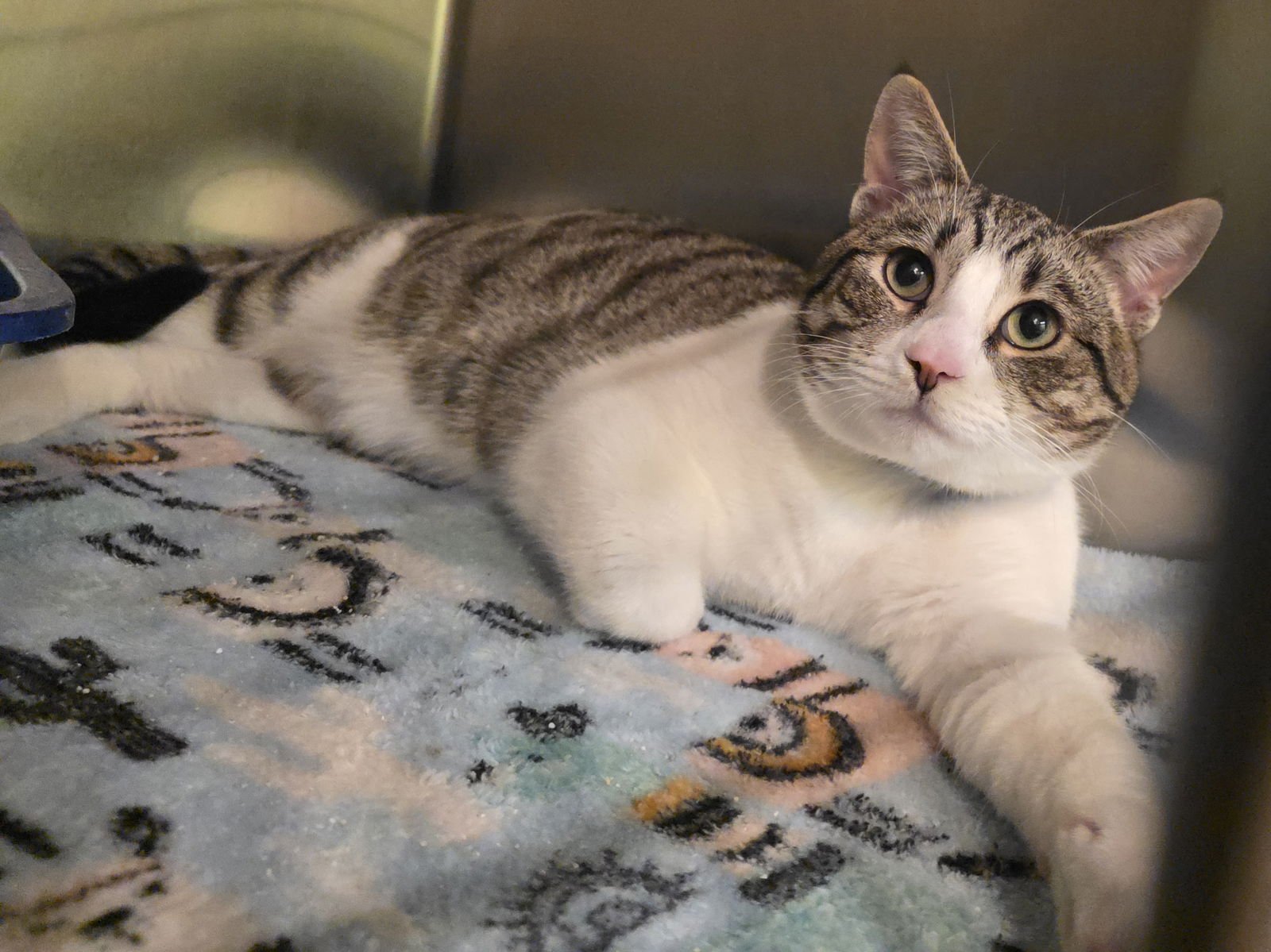 STEVE - Domestic Short Hair available for adoption