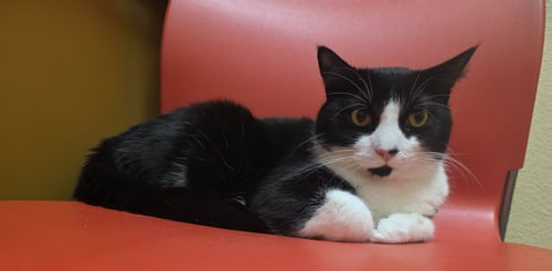 SPARKY - Domestic Short Hair available for adoption