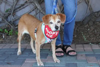 Amber *PENDING ADOPTION* - Photo 3