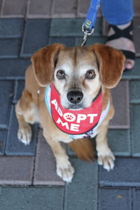 Amber *PENDING ADOPTION* - Photo 2