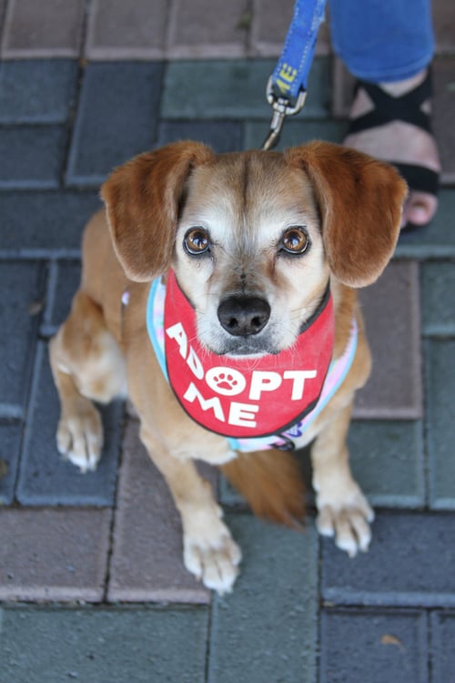 AMBER *PENDING ADOPTION* - Dachshund / Pug available for adoption