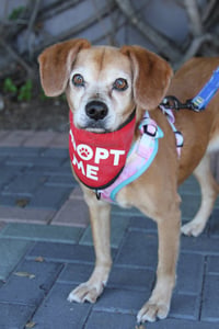 Amber *PENDING ADOPTION* - Photo 4