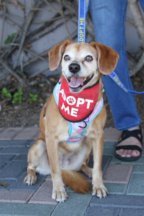 AMBER *PENDING ADOPTION* - Dachshund / Pug available for adoption
