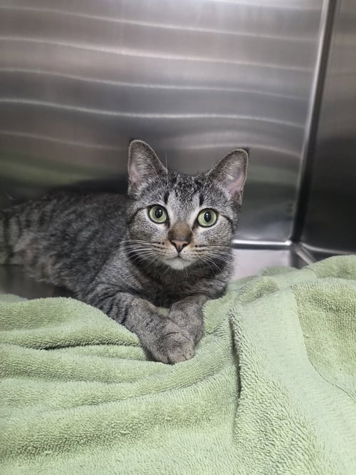 MOXIE - Domestic Short Hair available for adoption