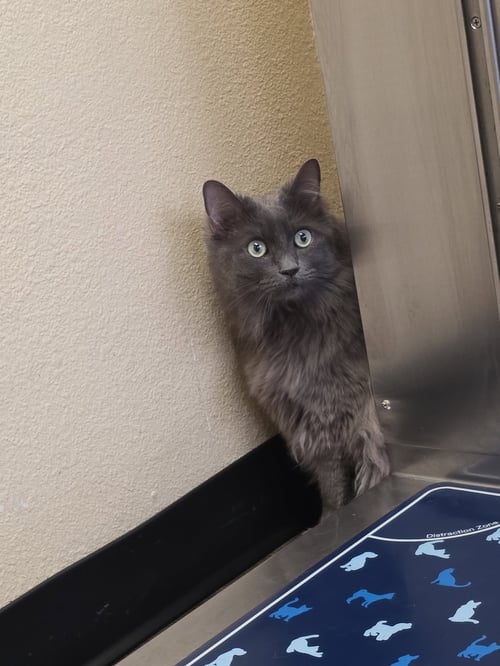 ASHLEY - Domestic Long Hair available for adoption