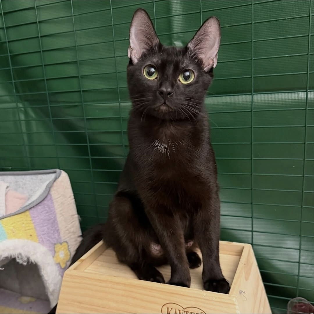 PEPPERMINT PATTY - Domestic Short Hair available for adoption