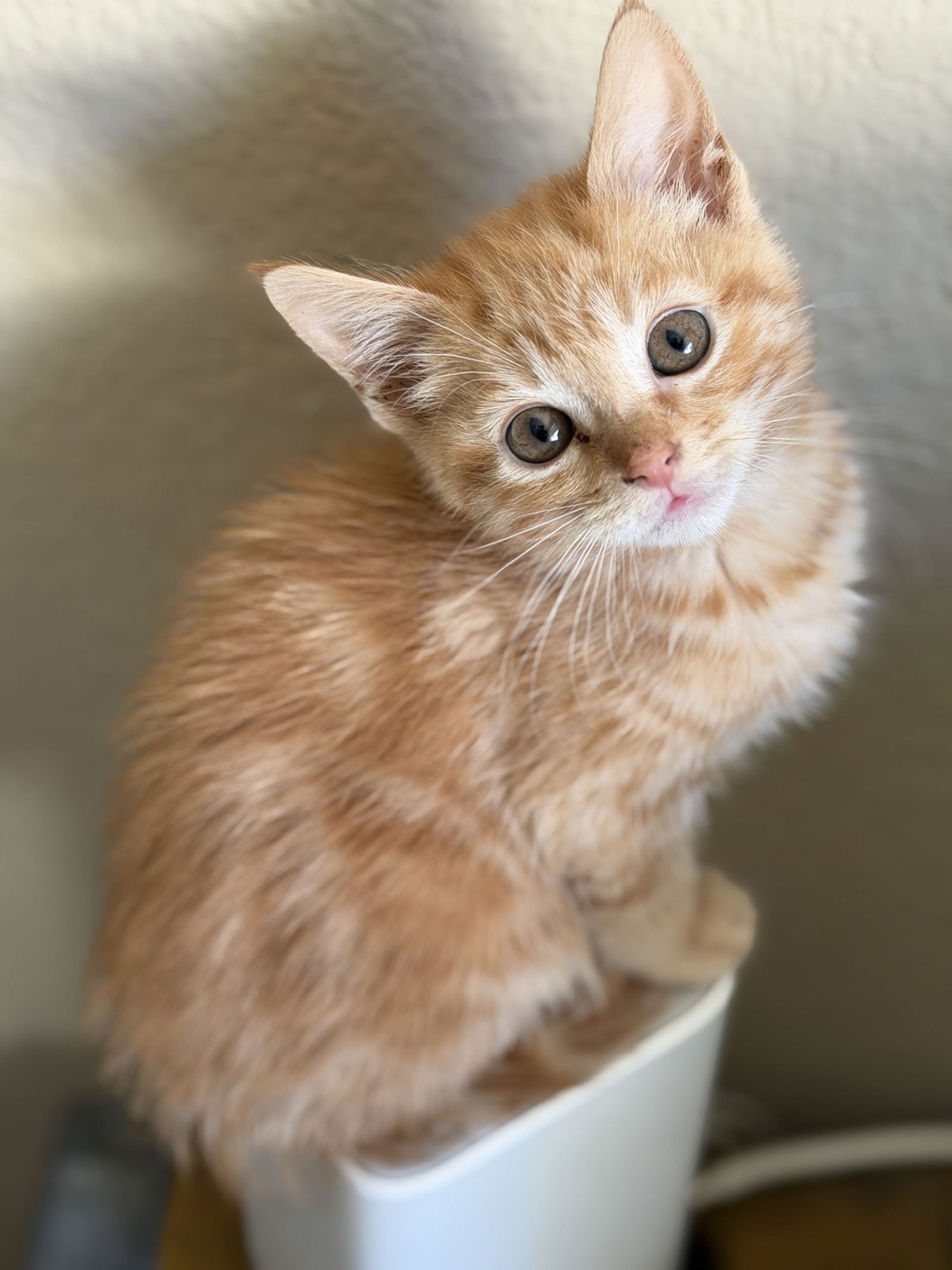 CHEYENNE - Domestic Short Hair available for adoption