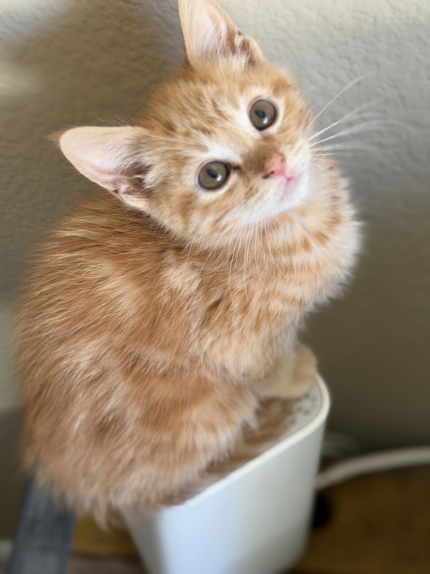 CHEYENNE - Domestic Short Hair available for adoption