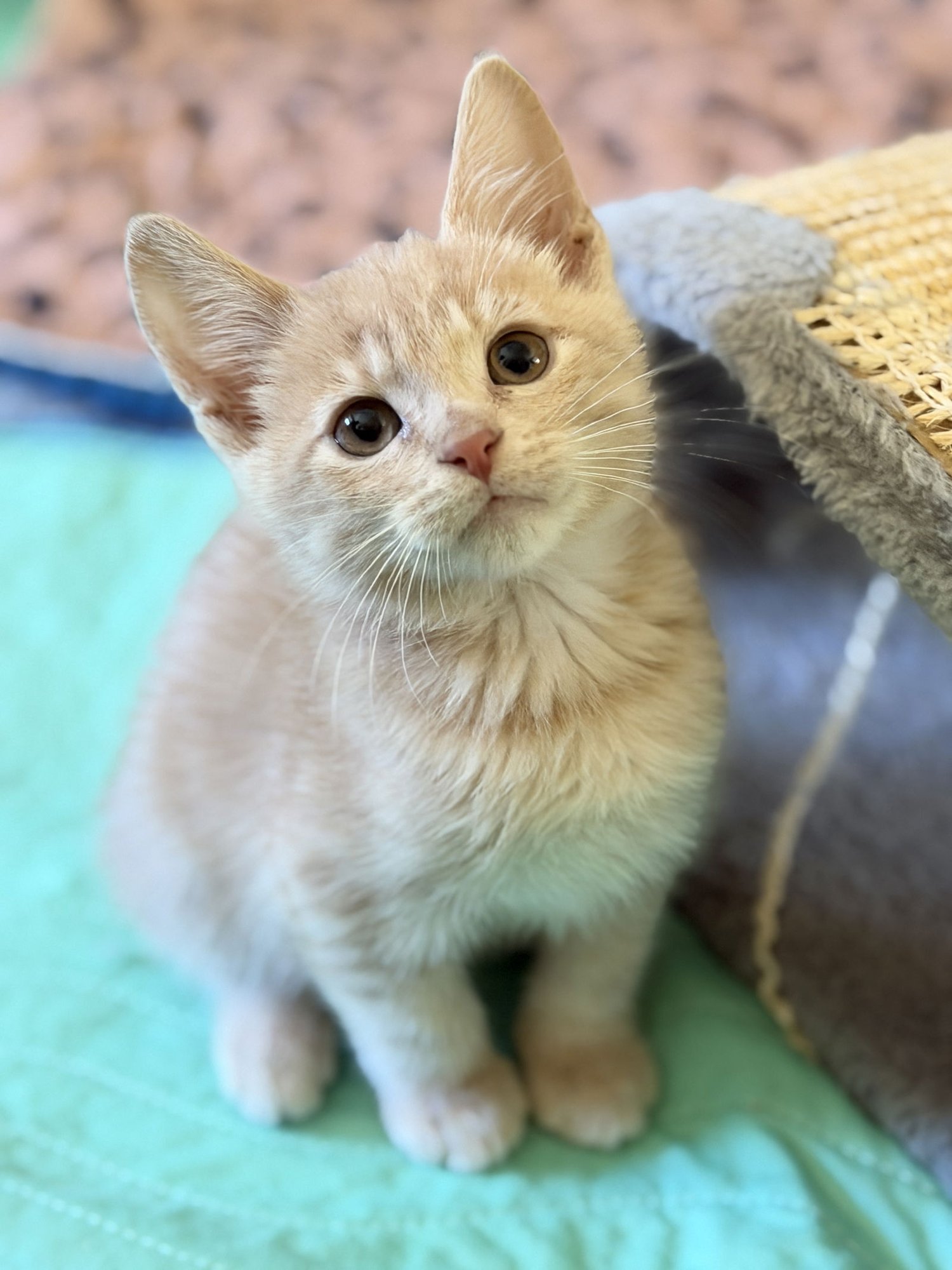 JACKSON - Domestic Short Hair available for adoption