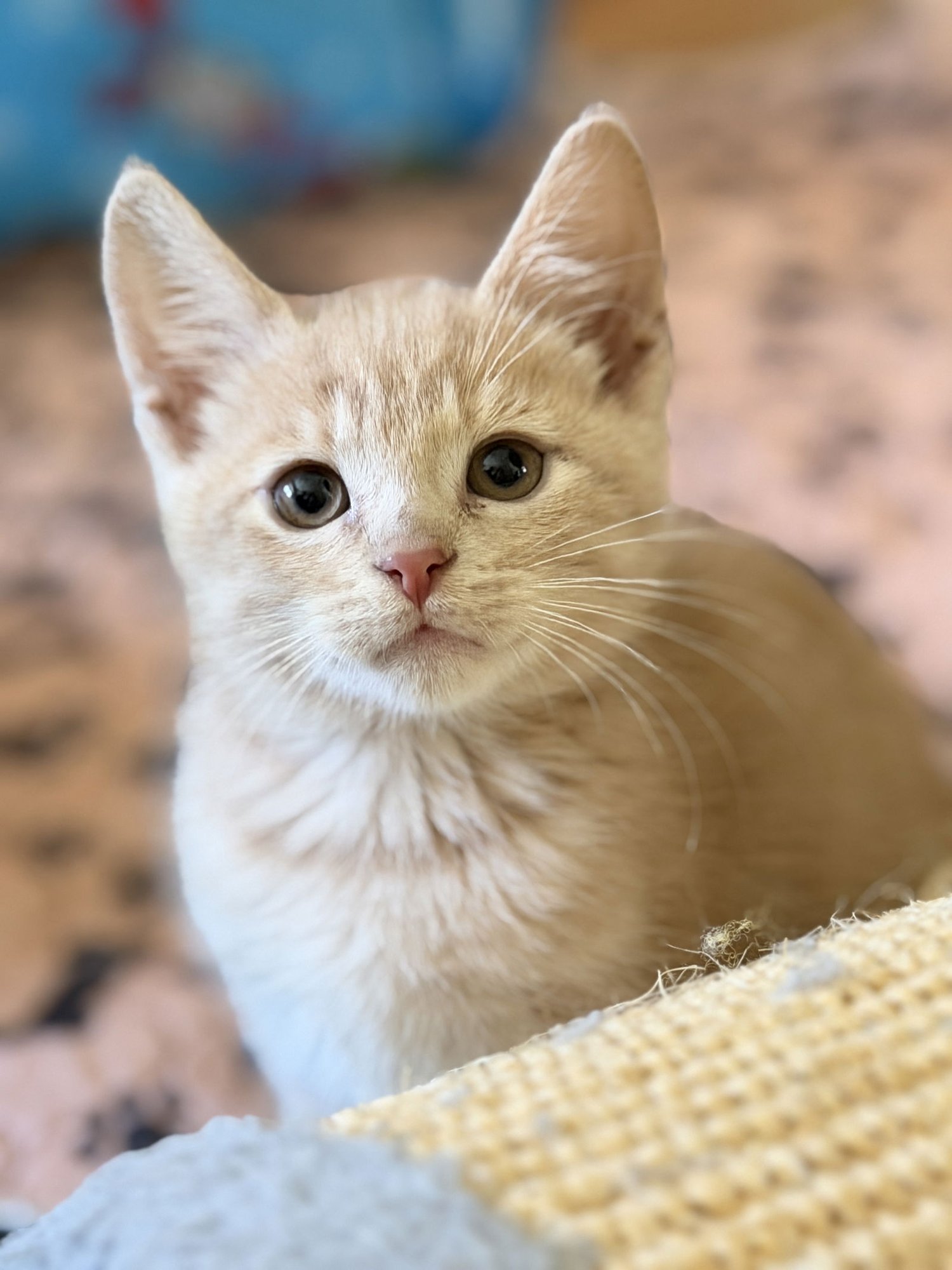 JACKSON - Domestic Short Hair available for adoption