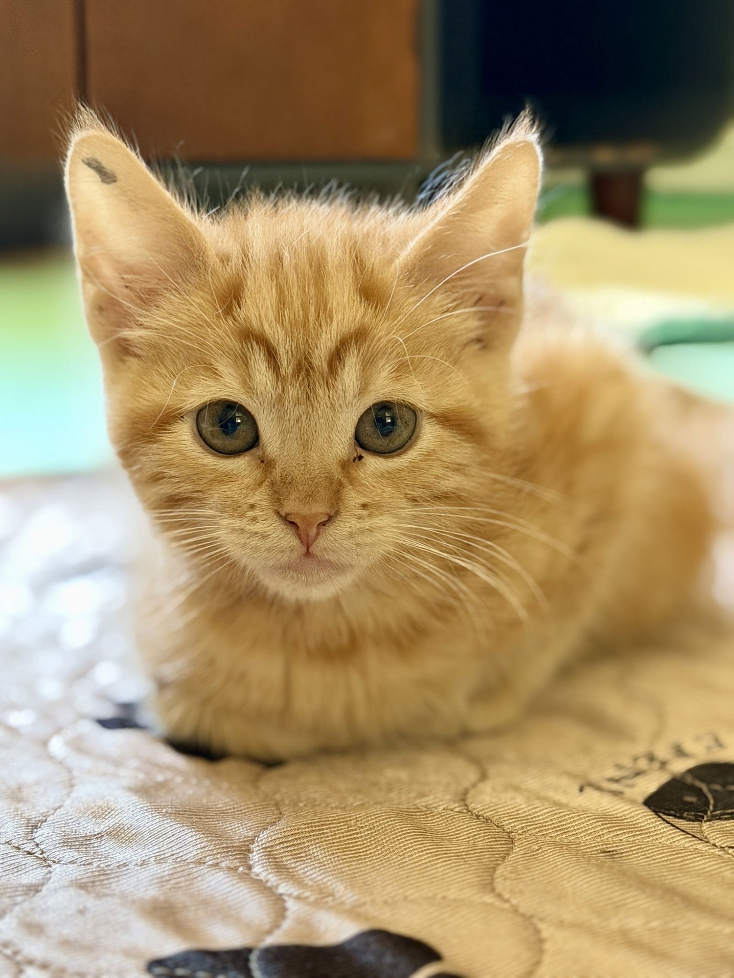 MONTANA - Domestic Short Hair available for adoption