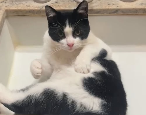 BRUCE - Domestic Short Hair available for adoption