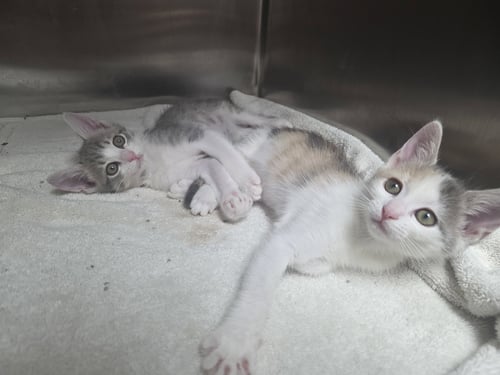 DARCY AND DARBY - Domestic Short Hair available for adoption
