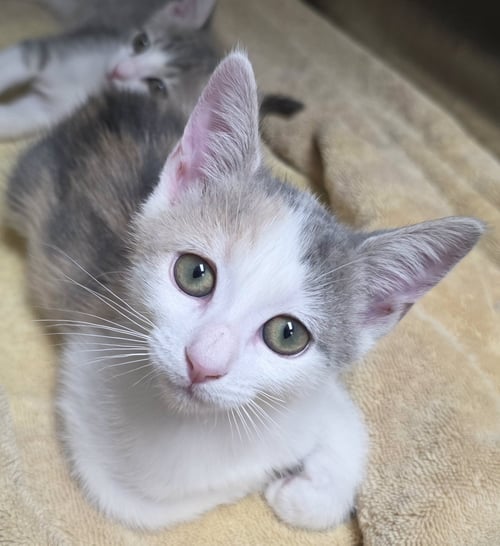 DARCY AND DARBY - Domestic Short Hair available for adoption