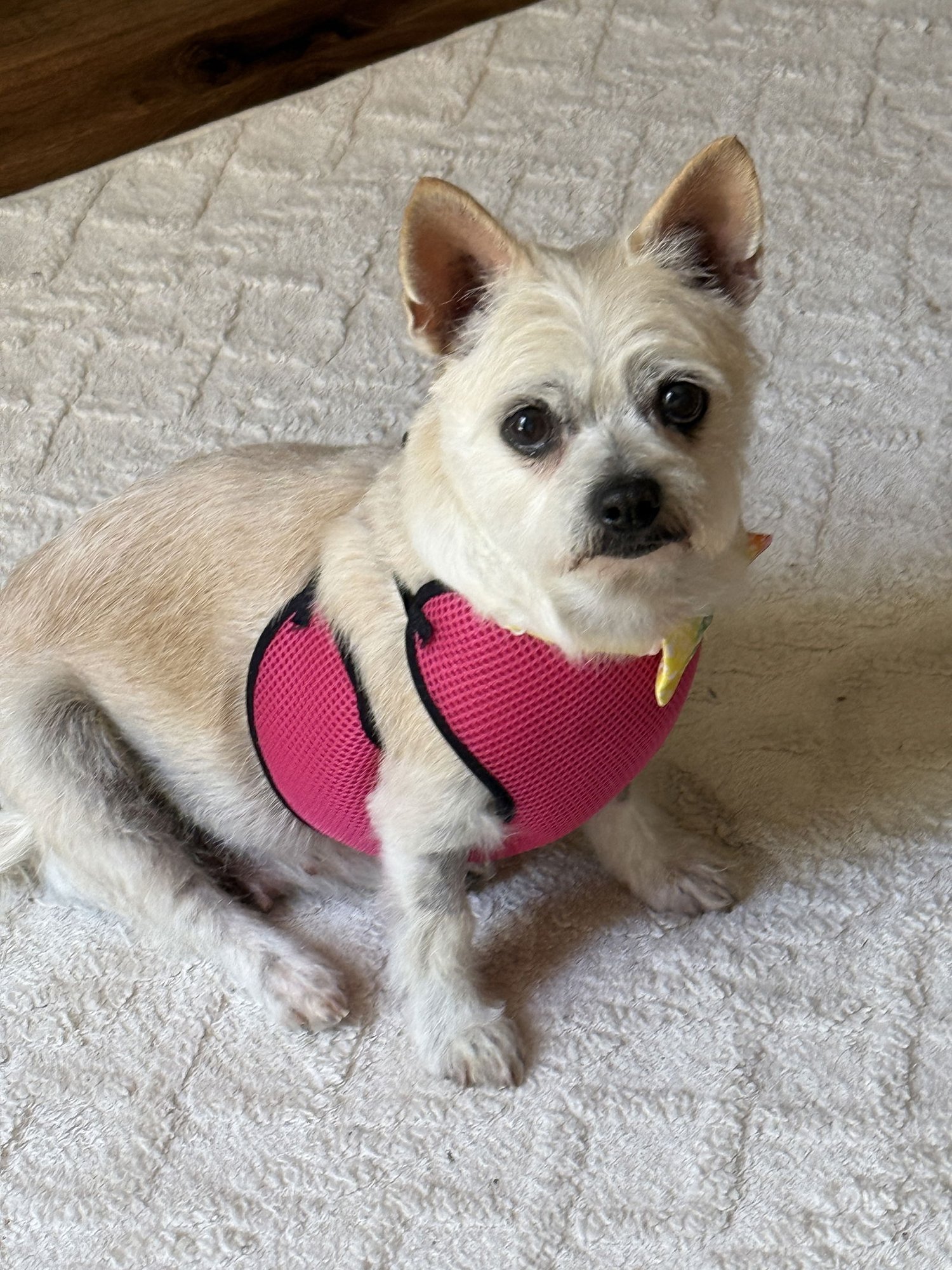 PATTY *PENDING ADOPTION*