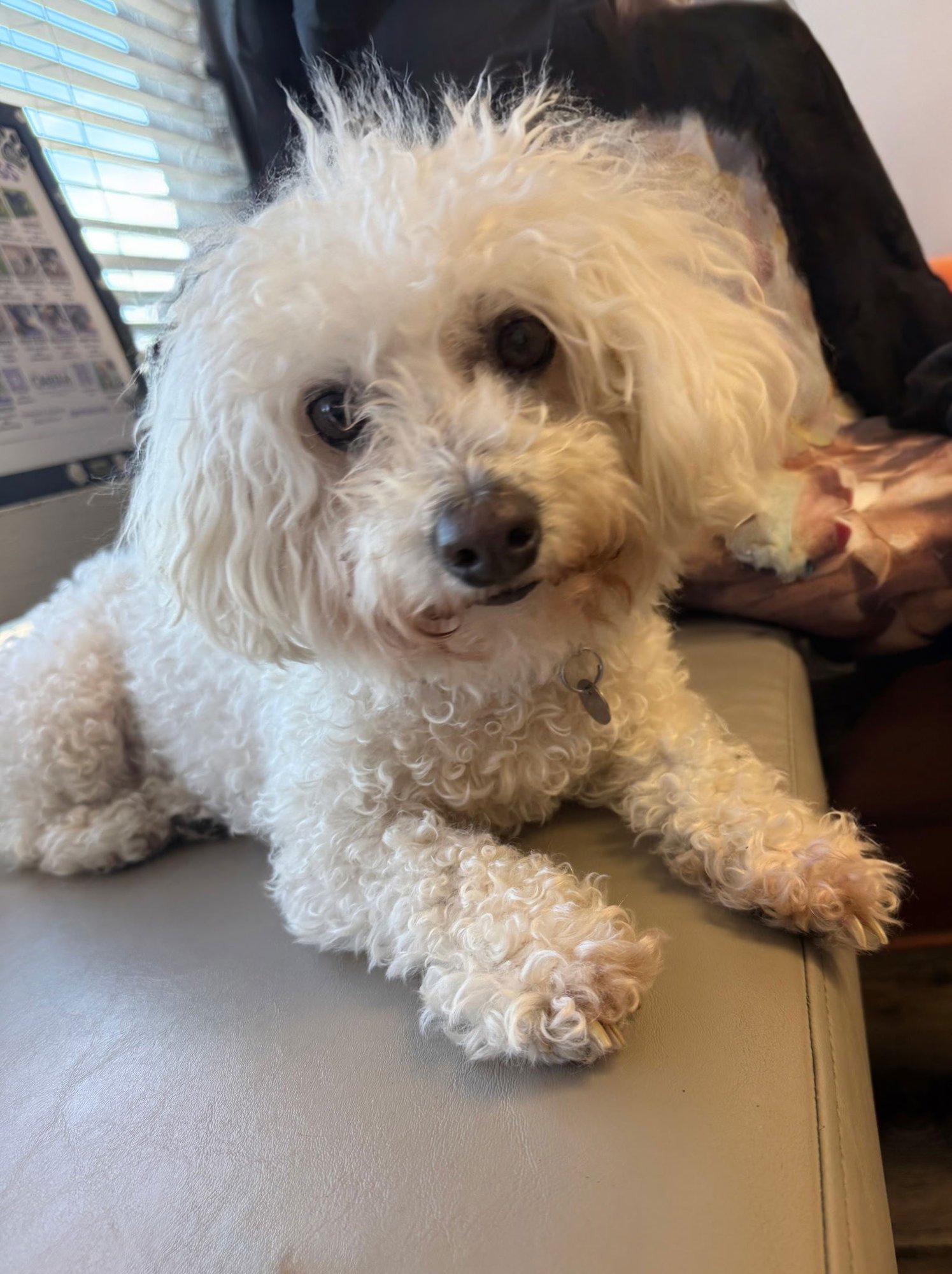 HOLLY - Bichon Frise available for adoption