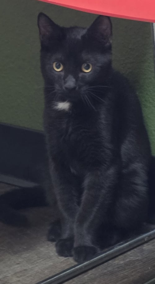 PRESCOTT - Domestic Short Hair available for adoption
