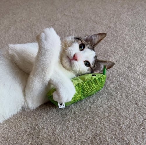 FLYER - Domestic Short Hair available for adoption