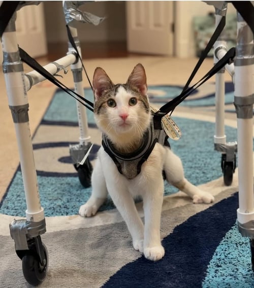 FLYER - Domestic Short Hair available for adoption