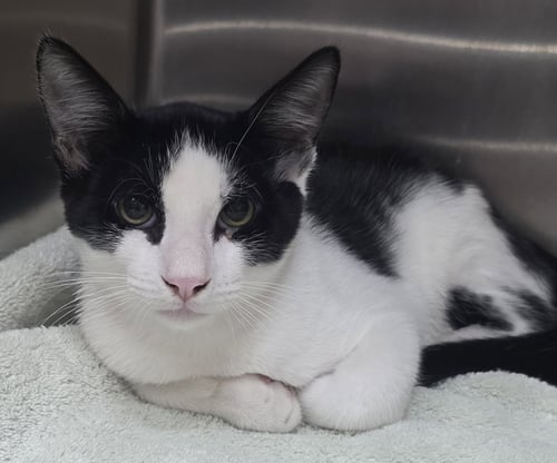 MOOSE - Domestic Short Hair available for adoption