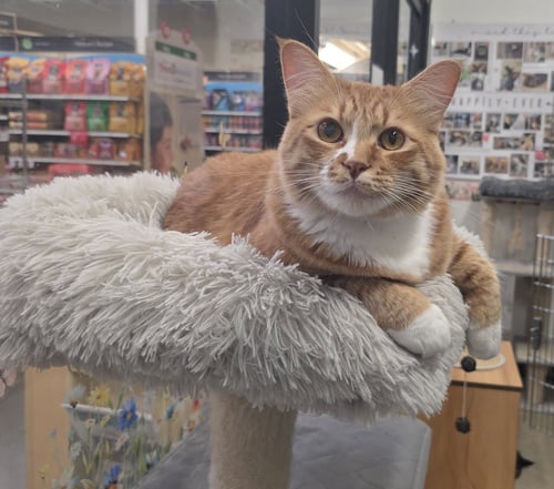 JESSE - Domestic Medium Hair available for adoption
