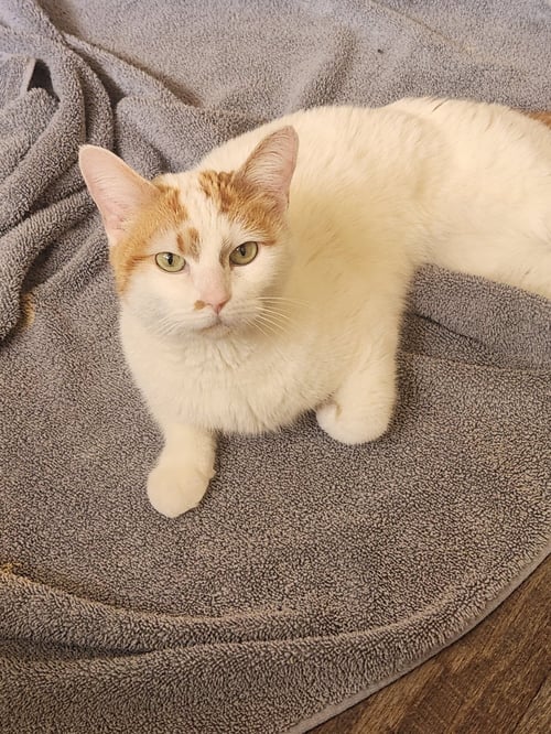 SUNSHINE - Domestic Short Hair available for adoption