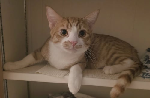 BOMBONE - Domestic Short Hair available for adoption