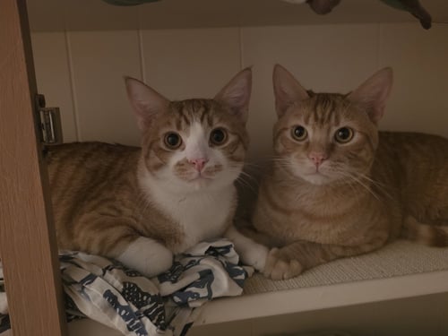 BOMBONE - Domestic Short Hair available for adoption