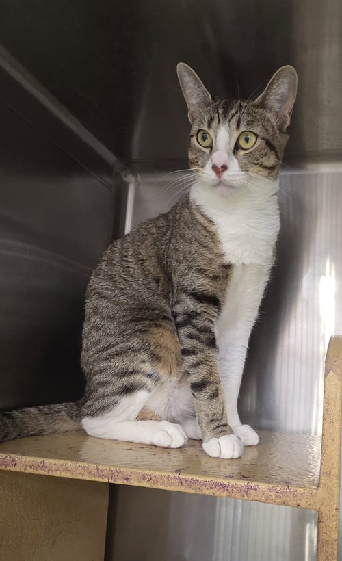 LUCY - Domestic Short Hair available for adoption
