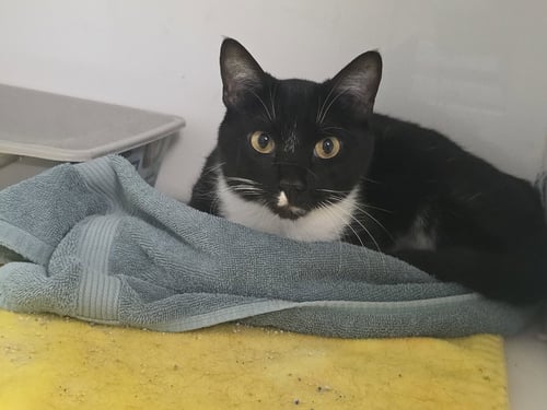 JASPER - Domestic Short Hair available for adoption