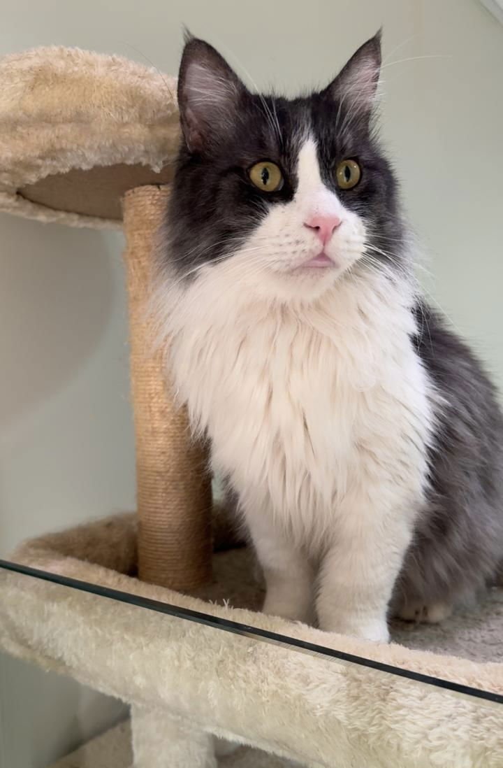 PURE SA MAINE COONX - Maine Coon / Domestic Medium Hair available for adoption