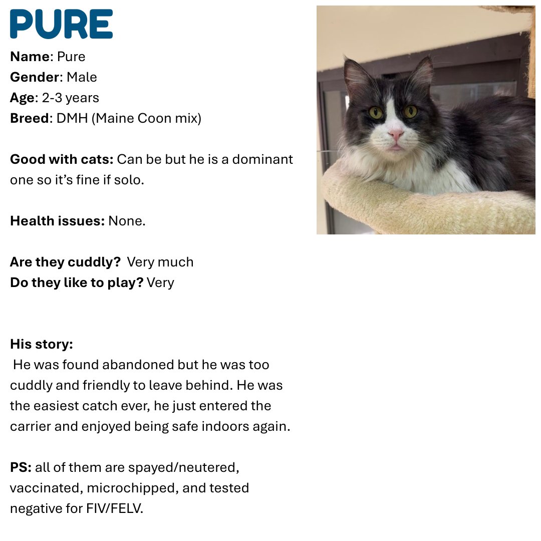 PURE SA MAINE COONX - Maine Coon / Domestic Medium Hair available for adoption