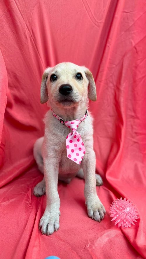 DANIEL - Labrador Retriever available for adoption