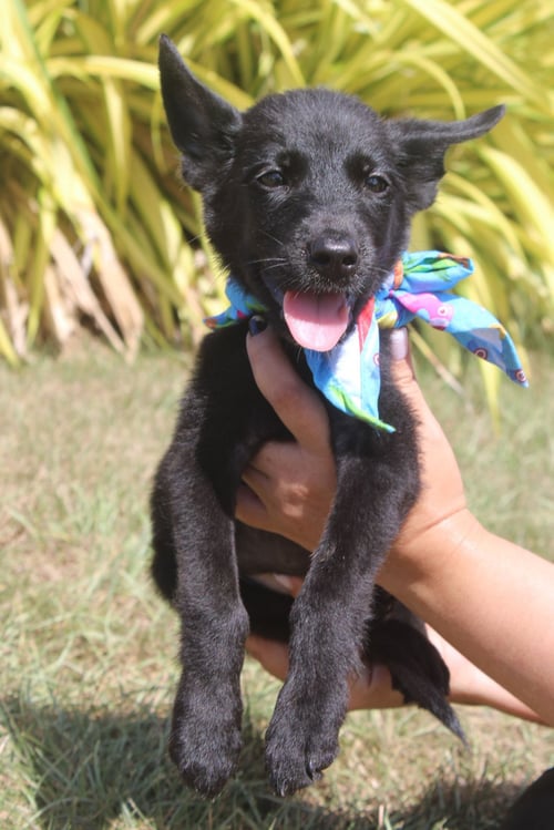 ZEUS - Schipperke available for adoption