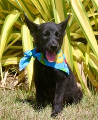Zeus - Photo 2