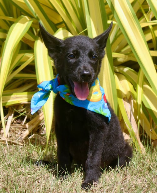 ZEUS - Schipperke available for adoption