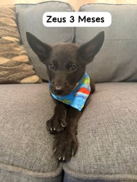 Zeus - Photo 3