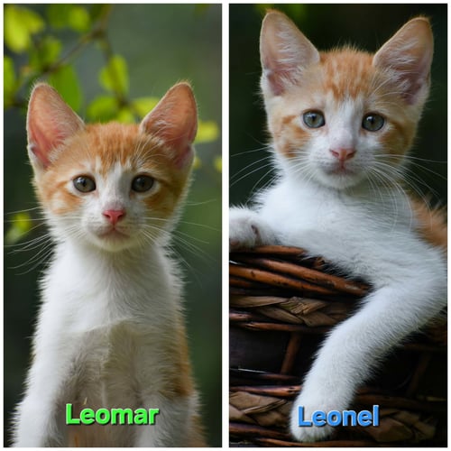 LEOMAR&LEONEL - Domestic Short Hair available for adoption