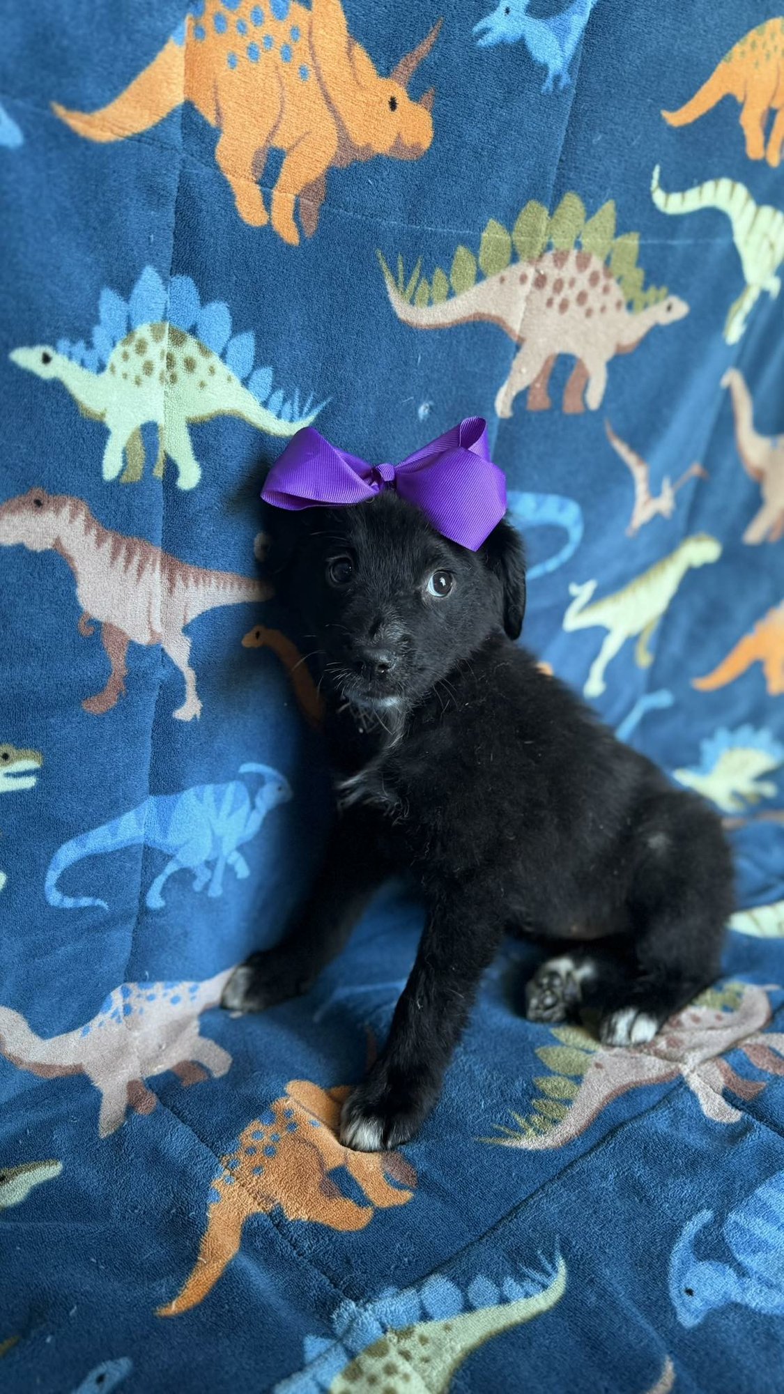 JADA - Spaniel available for adoption