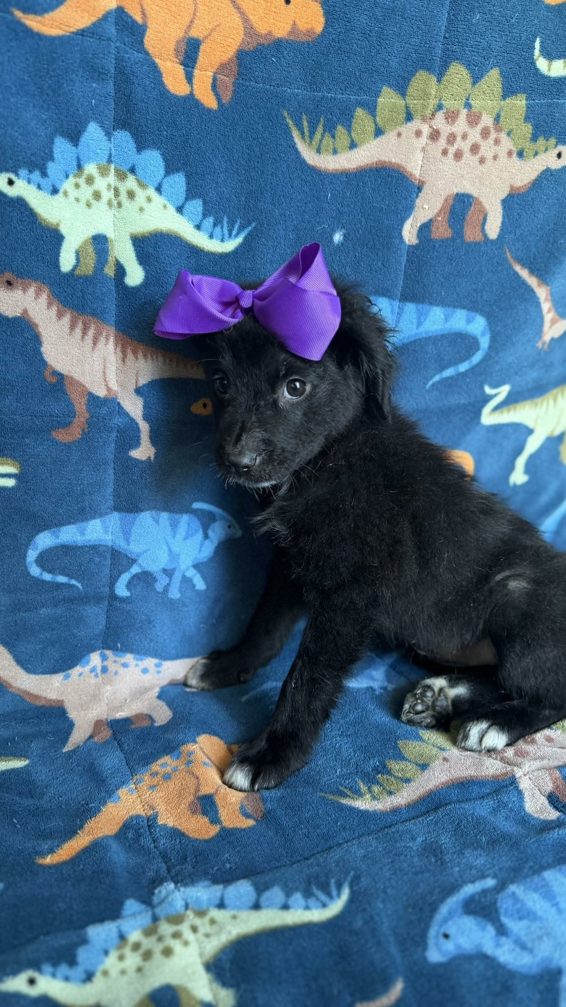 JADA - Spaniel available for adoption