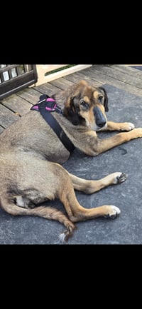 Lily - Photo 4