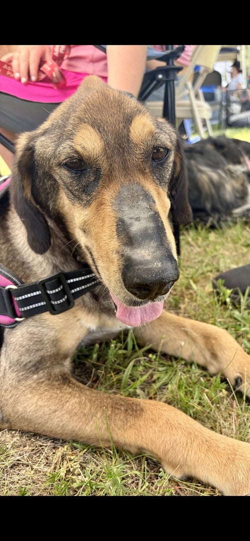 LILY - Pharaoh Hound available for adoption