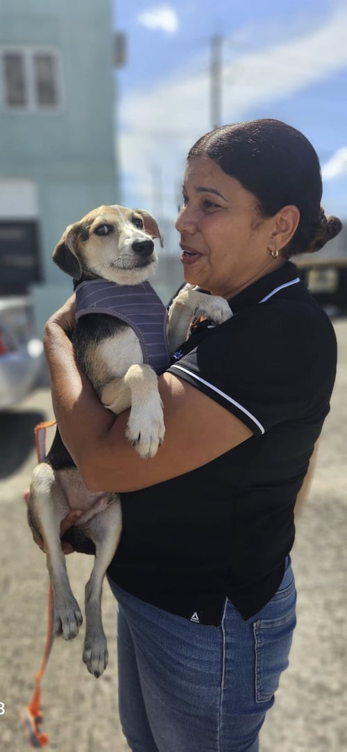 RUSSELL - Jack Russell Terrier available for adoption
