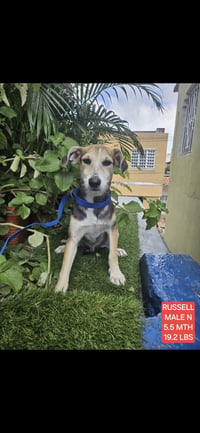 Russell - Photo 3