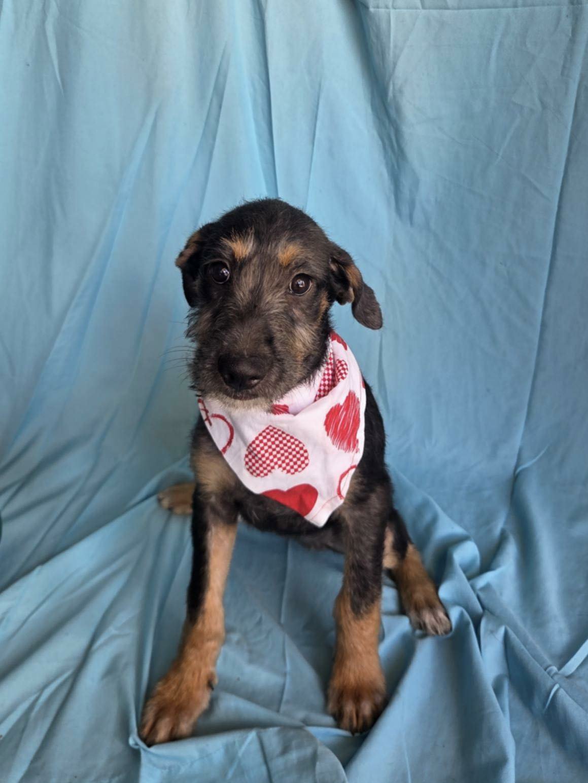FRIDA - Shepherd / Schnauzer available for adoption